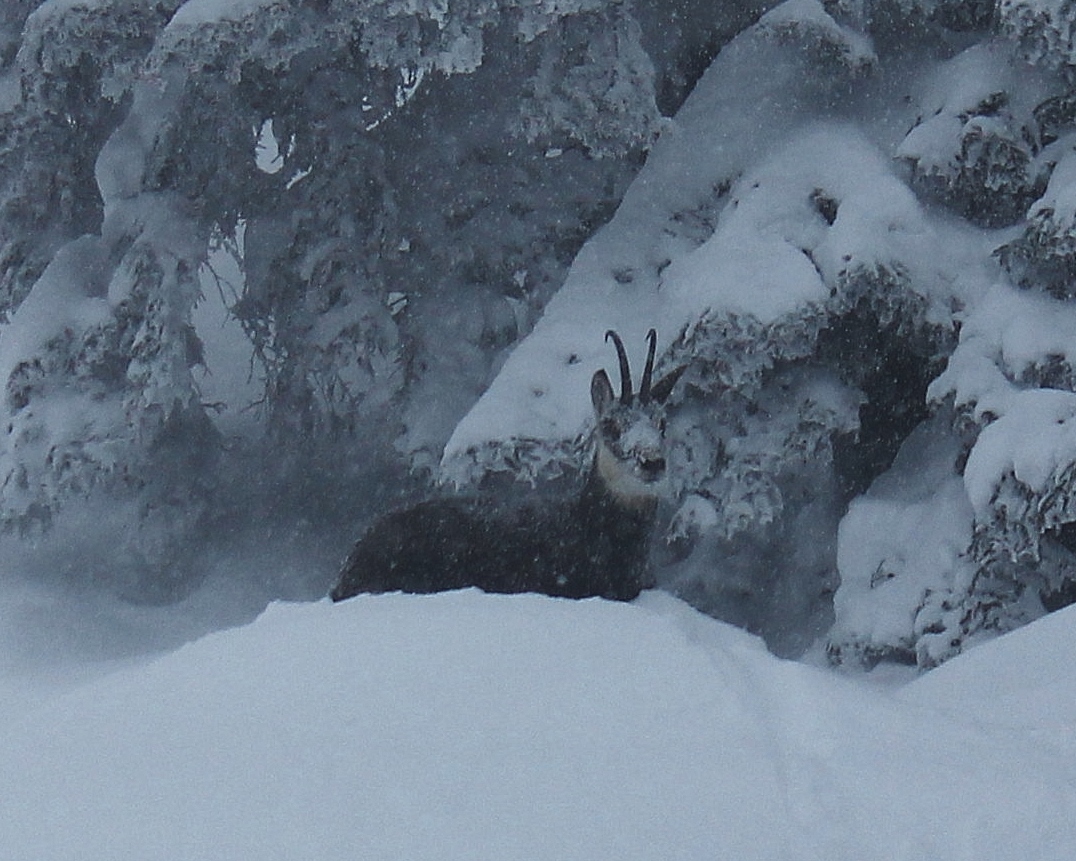 chamonix,freeride,ski,hors piste,guide haute montagne,flegere,brevent,grands montets,mountainguide,off tracks,