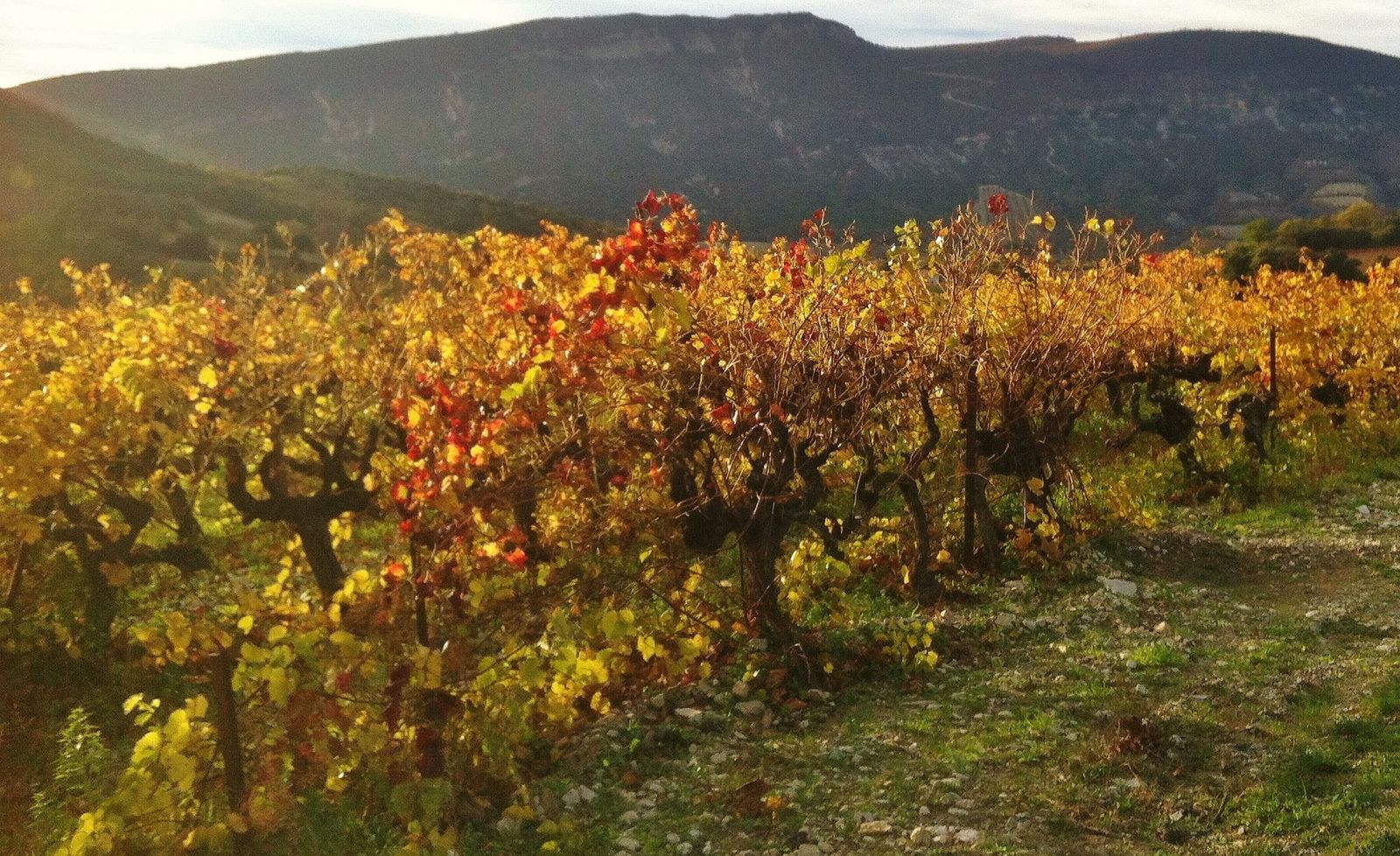 drome,escalade,guide haute montagne,saint ferreol,pont de barret,saou,rock climbing,mountain guide,climbing course,stage grimpe,grimpe